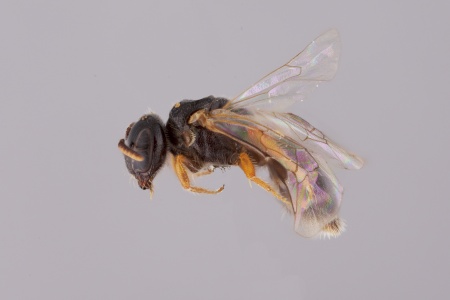 [Hyphesma atromicans female (lateral/side view) thumbnail]